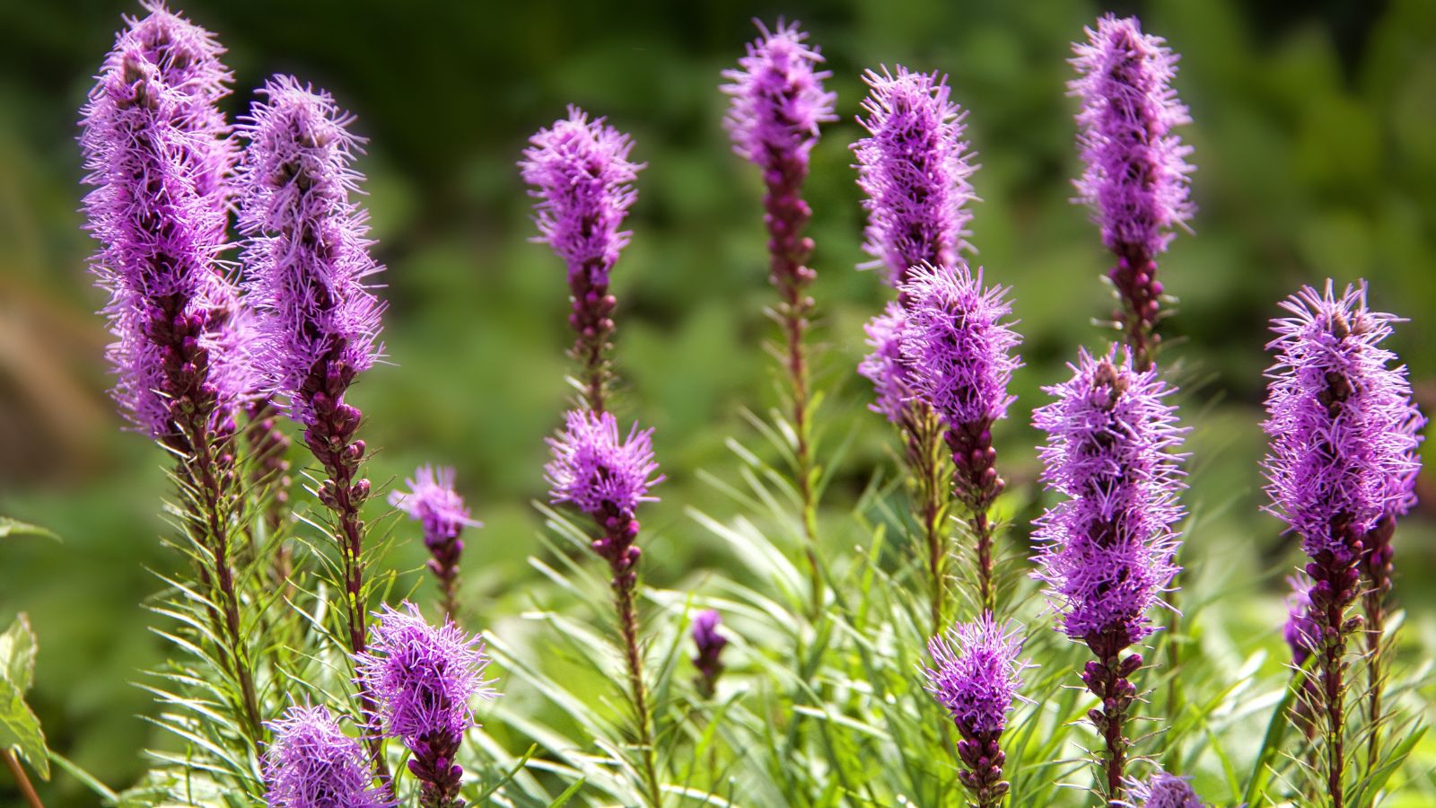 A shot of several tall stalks of Liatris flowers showcasing its fluffy appearance and purple color