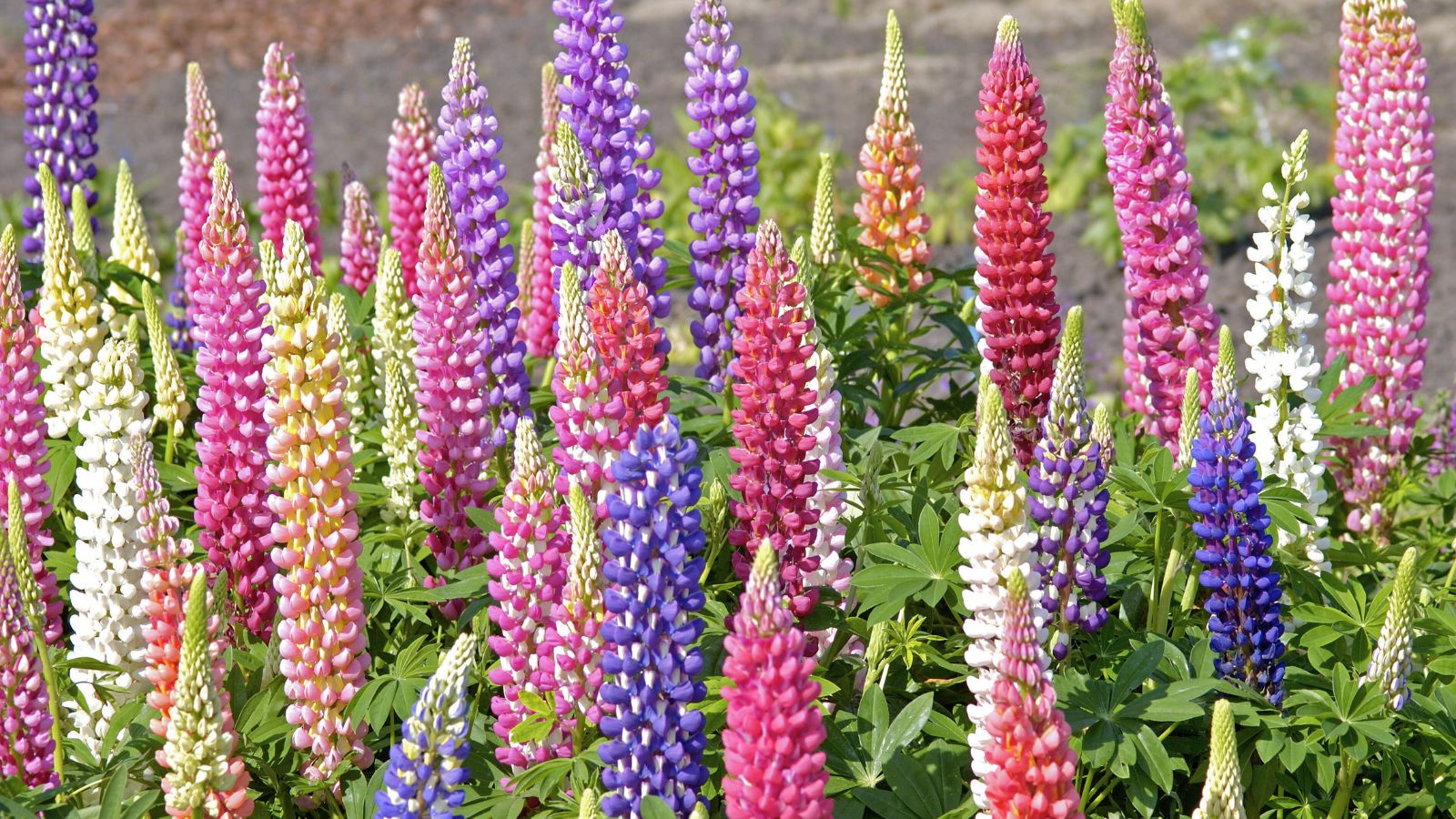 A shot of a composition o various colored Lupine flowers alongside their leaves all situated in a well lit area outdoors