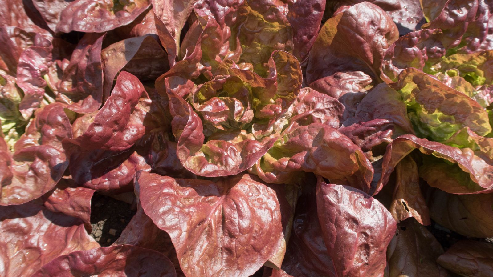 A shot of several leaves the of Marvel of Four Seasons, showcasing its red and green coloration