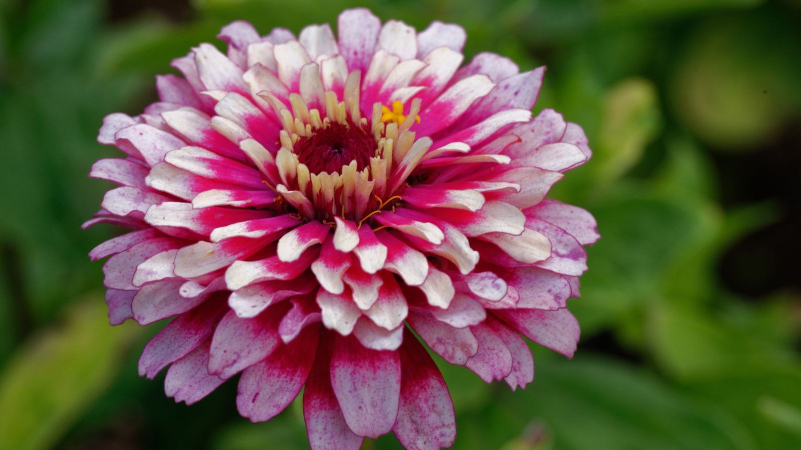 A close-up shot of a Mazurkia Zinnia flower showcasing its pink colored petals and frosted tips