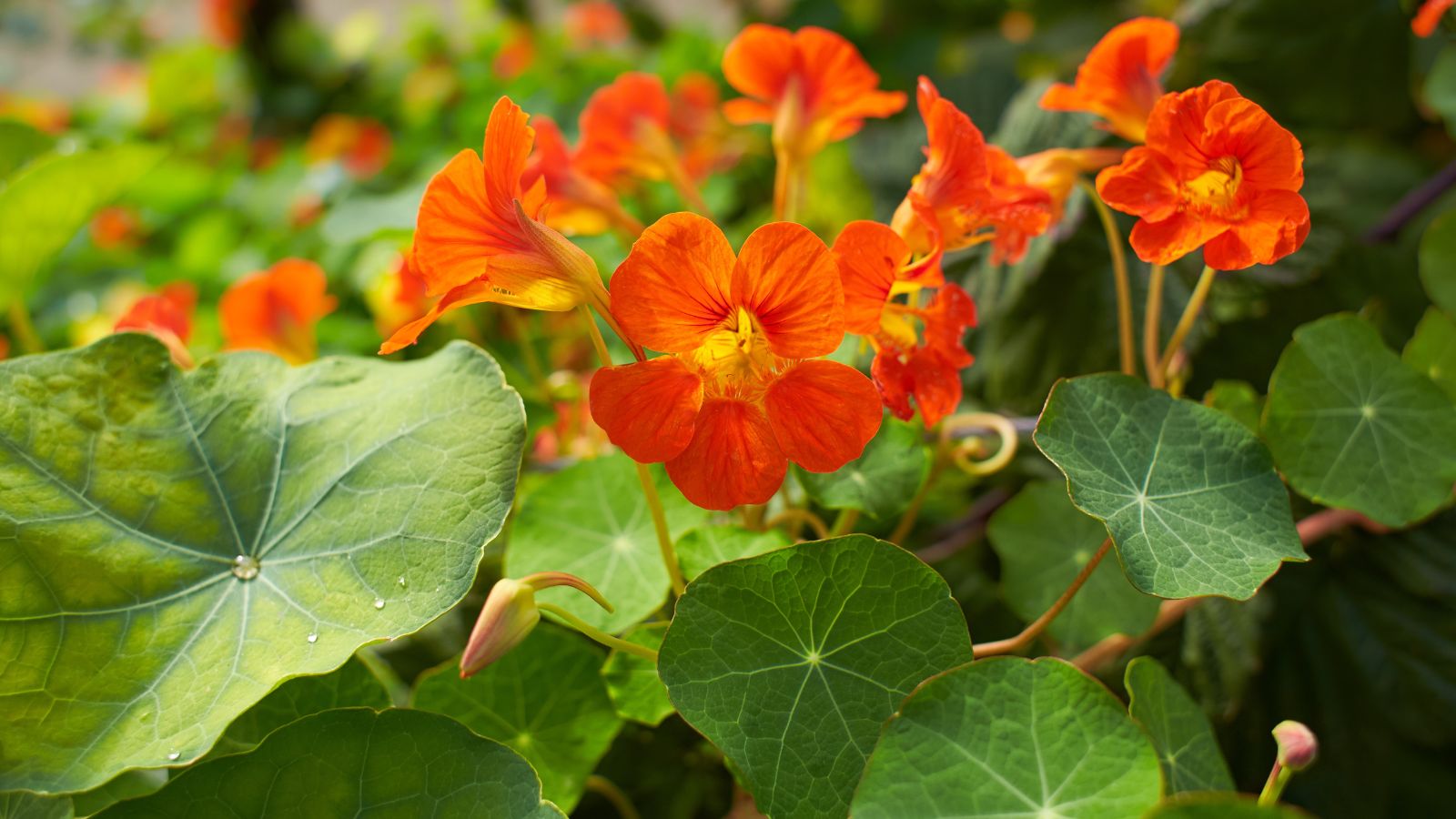 A shot of a small composition of orange colored Nasturtium blooms alongside its leaves in a well lit area outdoors