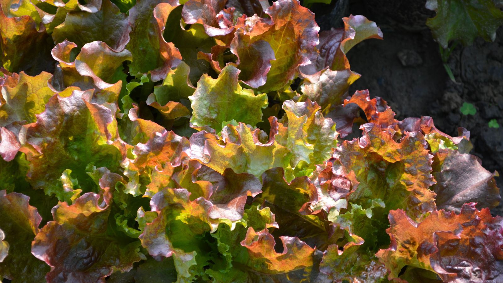 A close-up shot of the leaves of the New Red Fire crop