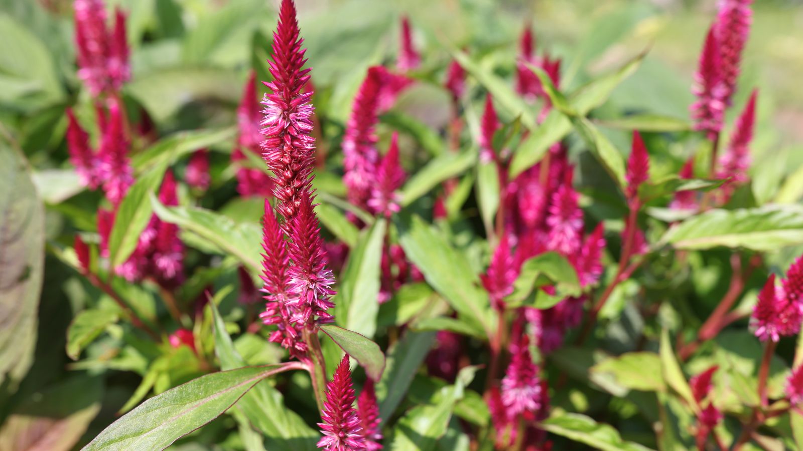 A shot of a composition of developing Pampas Plume Celosia flowers showcasing its fluffy appearance and pink color