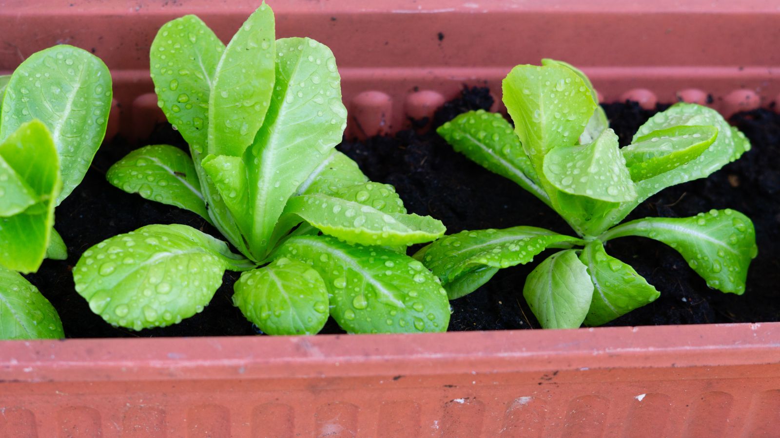 A shot of several developing seedlings of Parris Island Cos crops that is placed in rich soil and a red-colored container outdoors