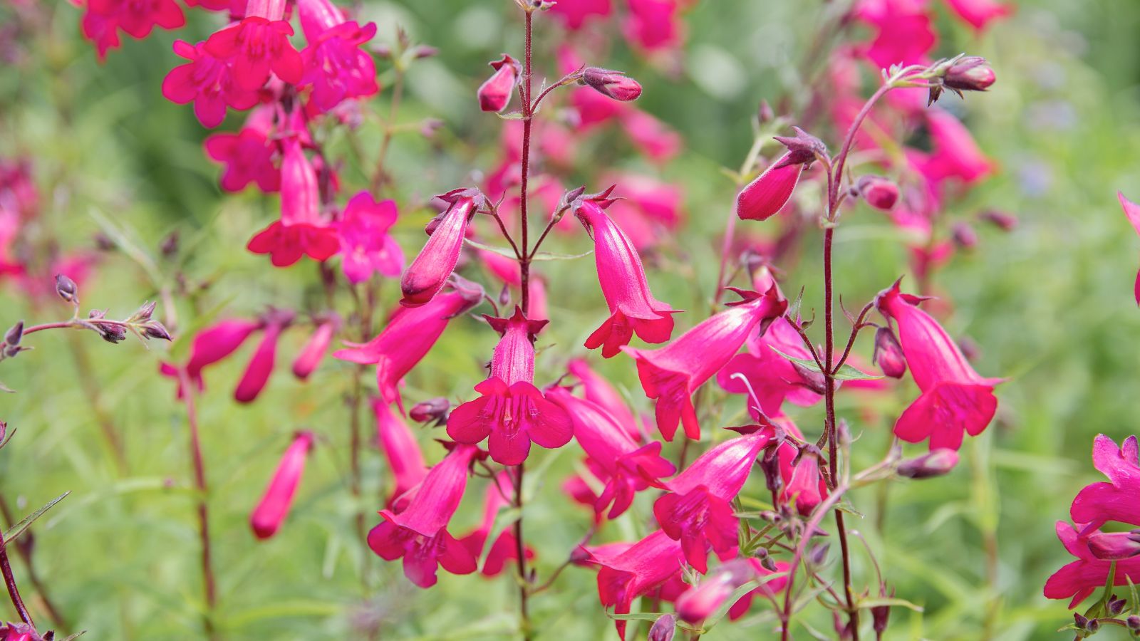 A shot of a composition of vibrant pink-colored Penstemon flowers along with other plants in a well lit area outdoors