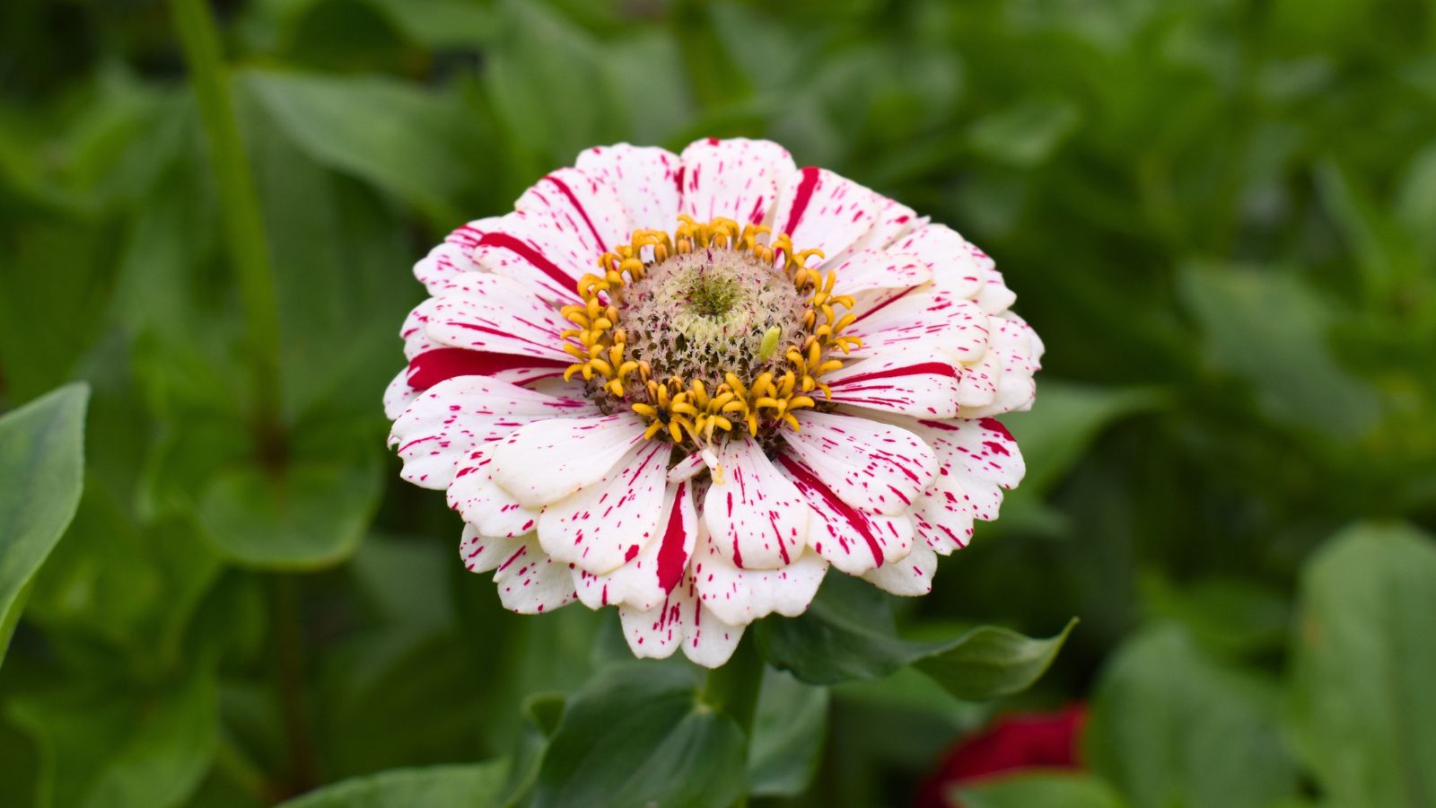 A close-up shot of the Peppermint Stick Zinnia showcasing its striped petals with colors resembling a peppermint stick