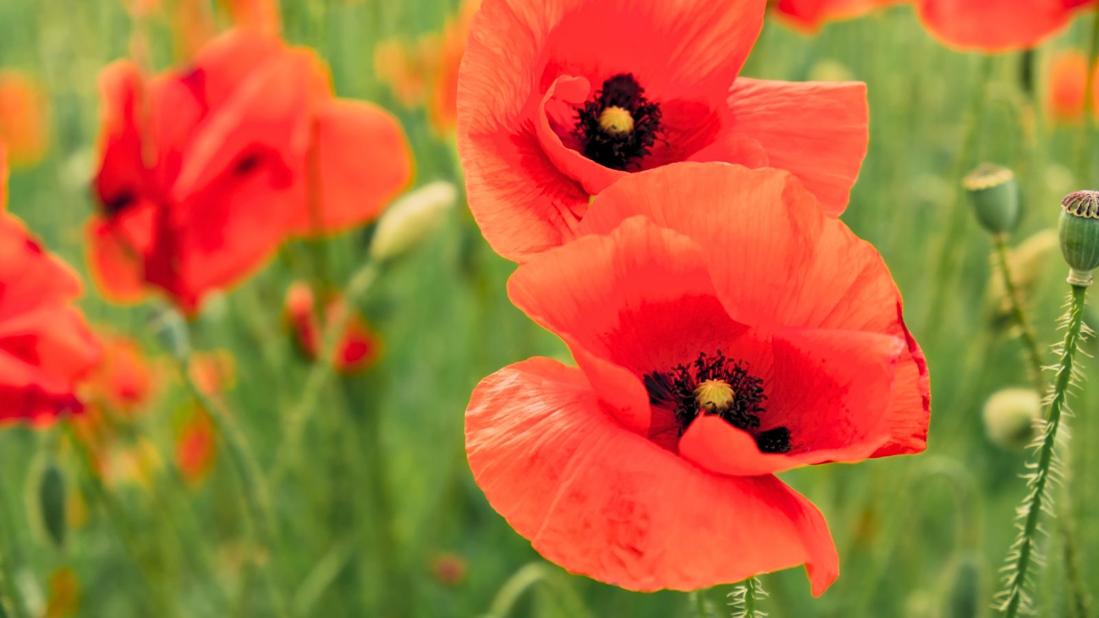 A close-up shot of red colored Poppy blooms in a well lit area outdoors