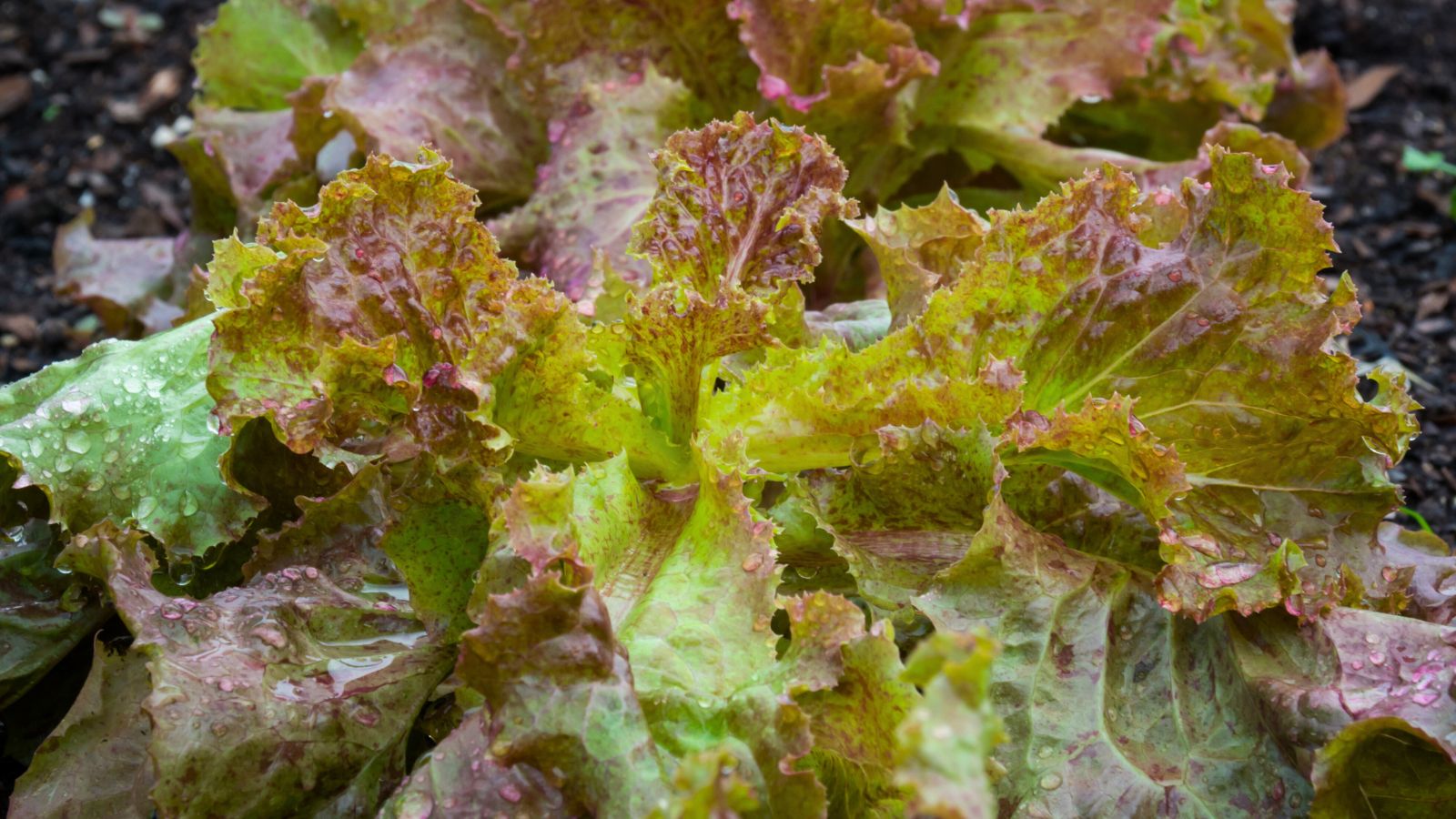 A close-up shot of leaves of the Red Sails crop showcasing its colors in a well lit area outdoors