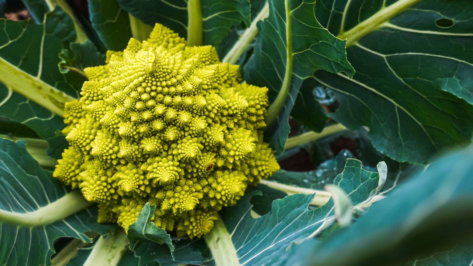 An overhead shot of the Romanesco Cauliflower, showcasing its unique pattern and shape alongside its leaves in a well lit area outdoors