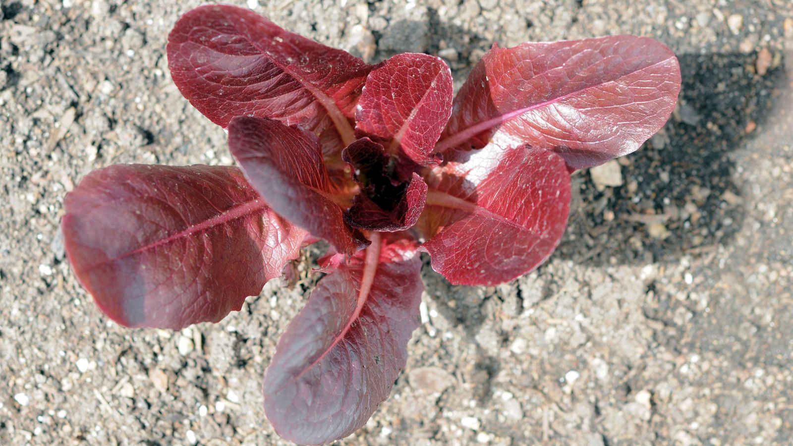 An overhead shot of the Rouge d'Hiver seedling in soil outdoors