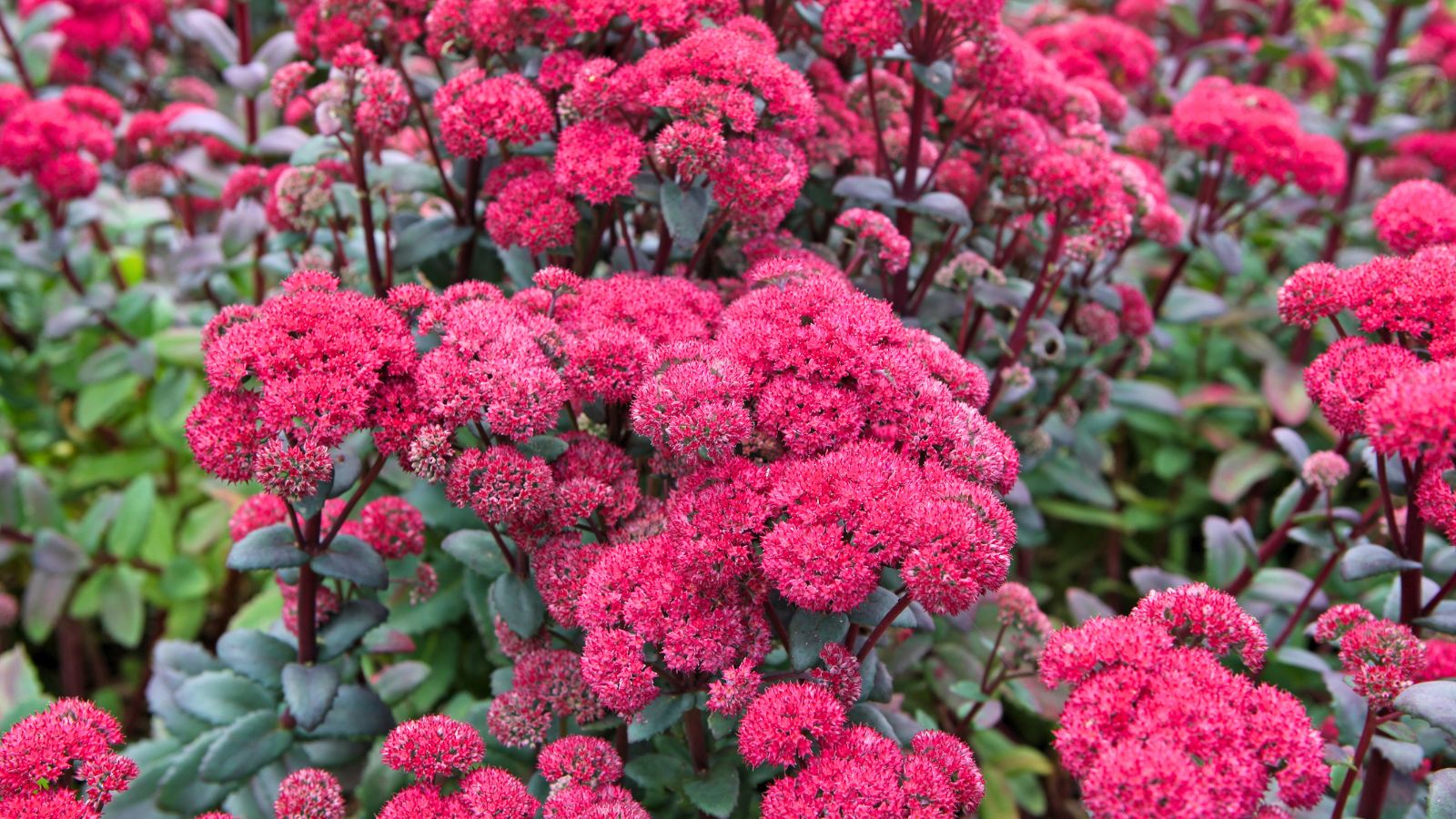 A shot of pink-red colored flowers of the Sedum plant, alongside its green foliage in a well lit area