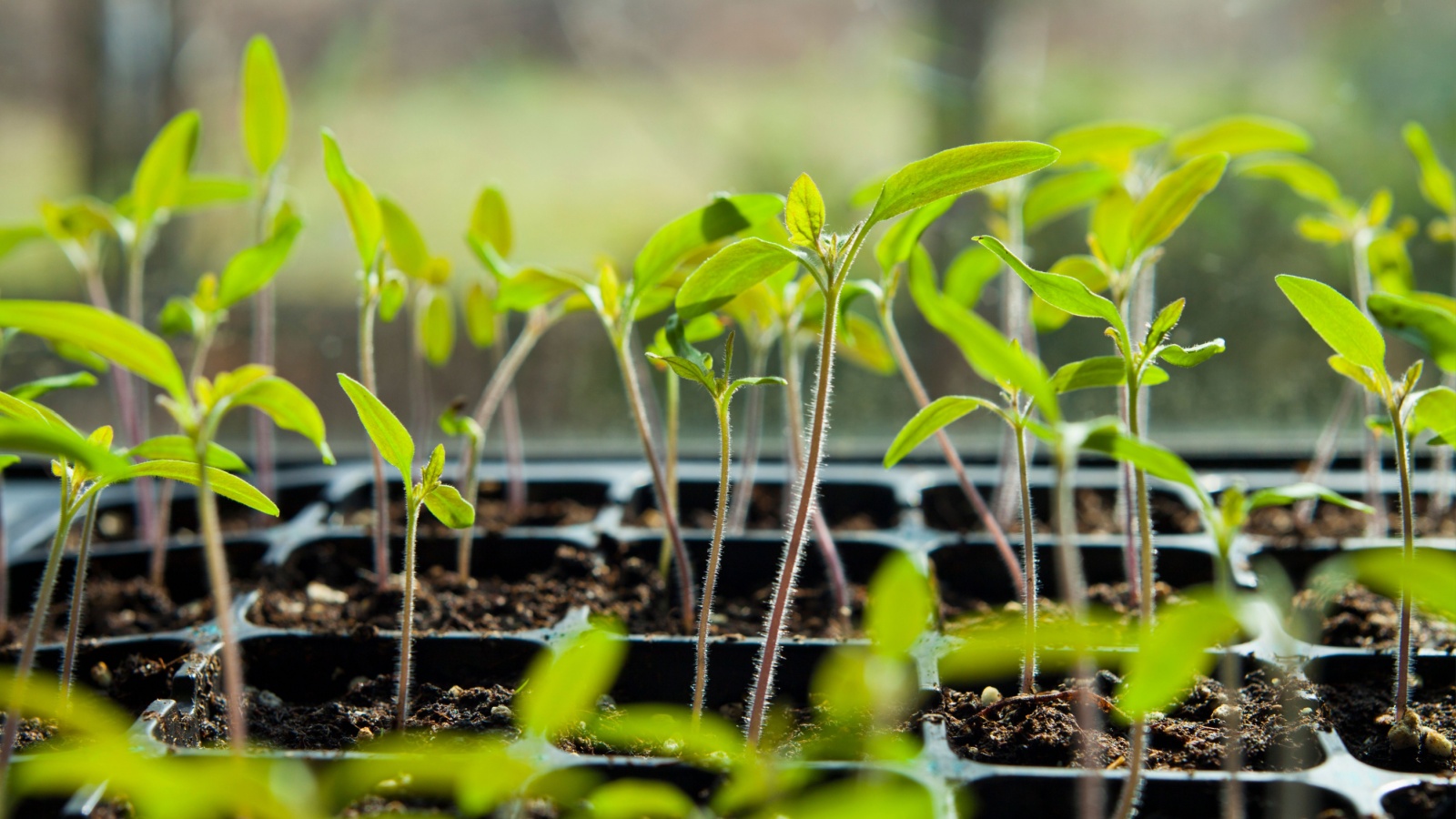 leggy tomato seedlings in trays