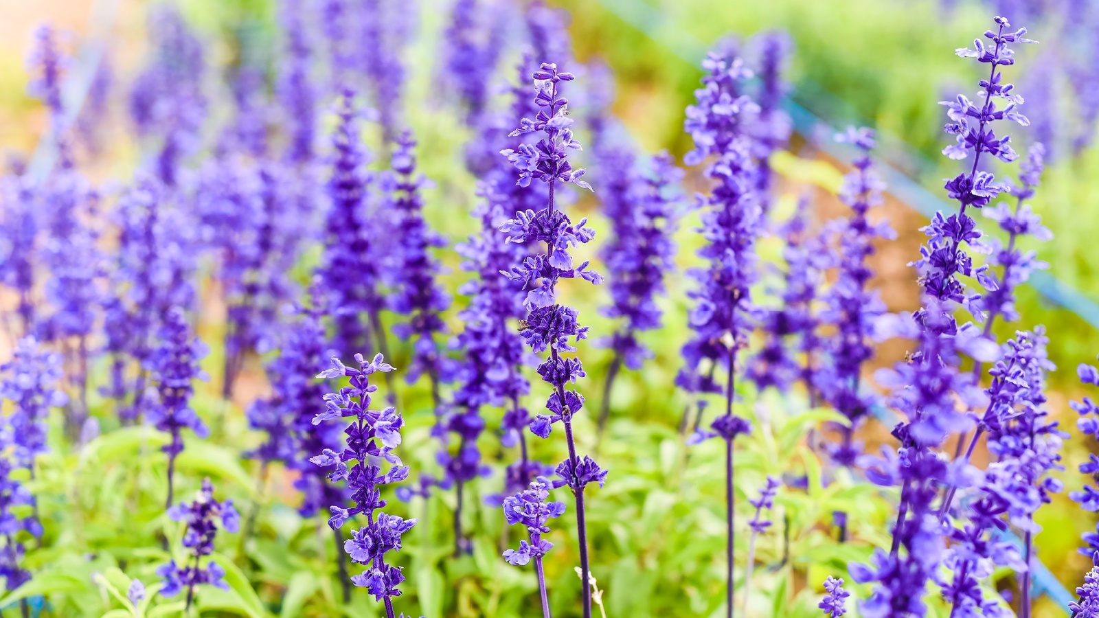 Purple salvia in a perennial clump on a sunny day