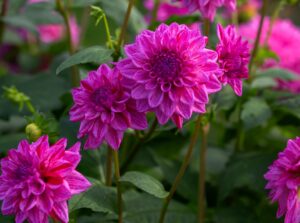 Violet dahlias flowers grow from bulbs planted in Spring.