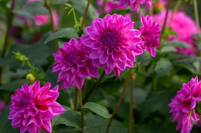 Violet dahlias flowers grow from bulbs planted in Spring.