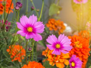 Bright zinnias and cosmos stand out in a sunny garden.