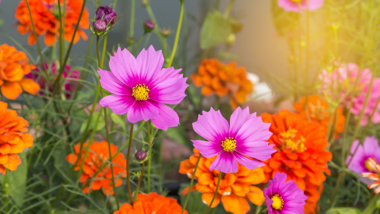 Bright zinnias and cosmos stand out in a sunny garden.