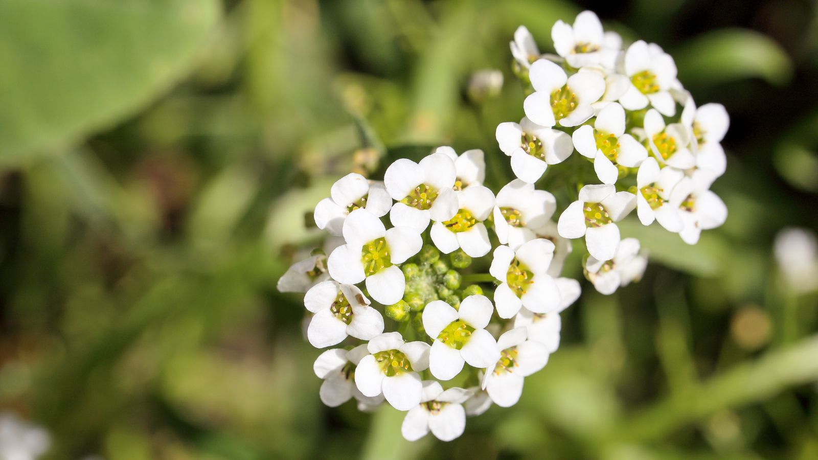 A close-up and macro shot of a Sweet Alyssum bloom, showcasing its white clusters of small blooms outdoors