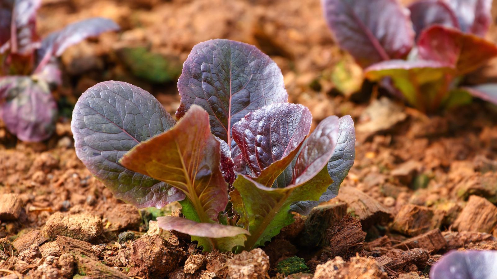 A shot of developing seedlings of the Truchas crop