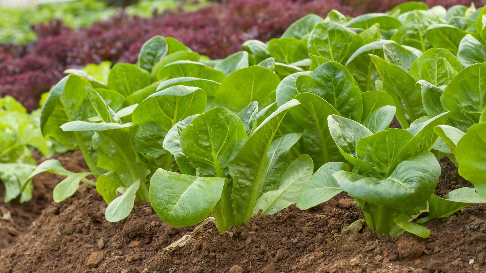 A shot of several developing Vivian crops in rich soil outdoors