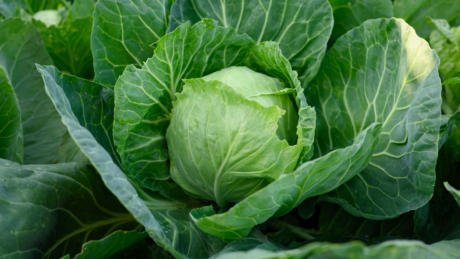 A shot of a developing leafy green vegetable in a well lit area outdoors