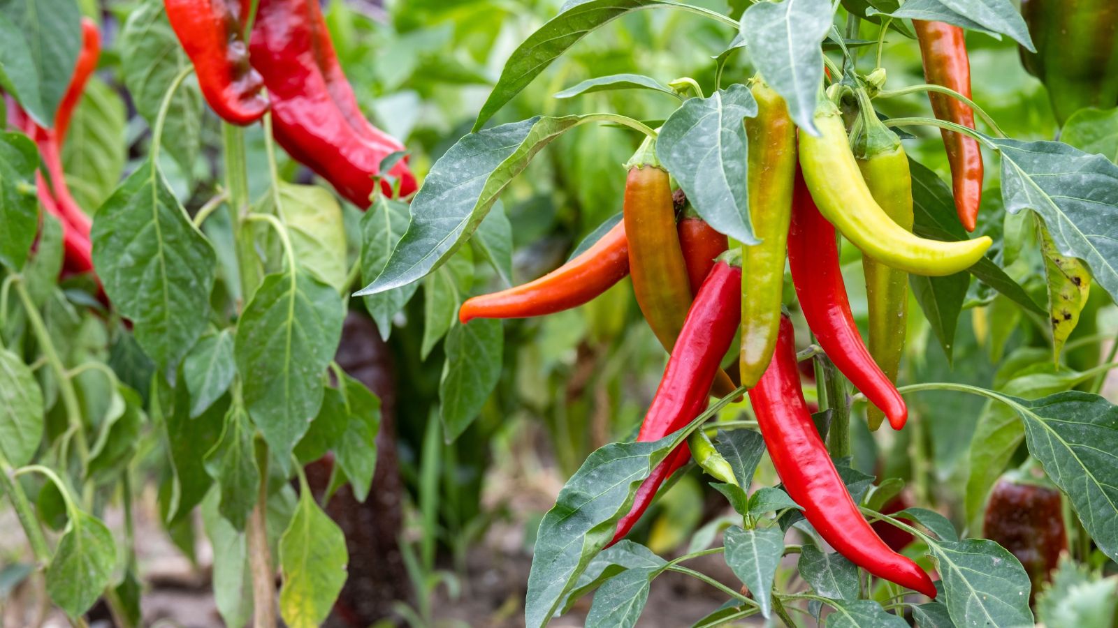 A shot of several developing Peppers alongside their leaves in a well lit area outdoors