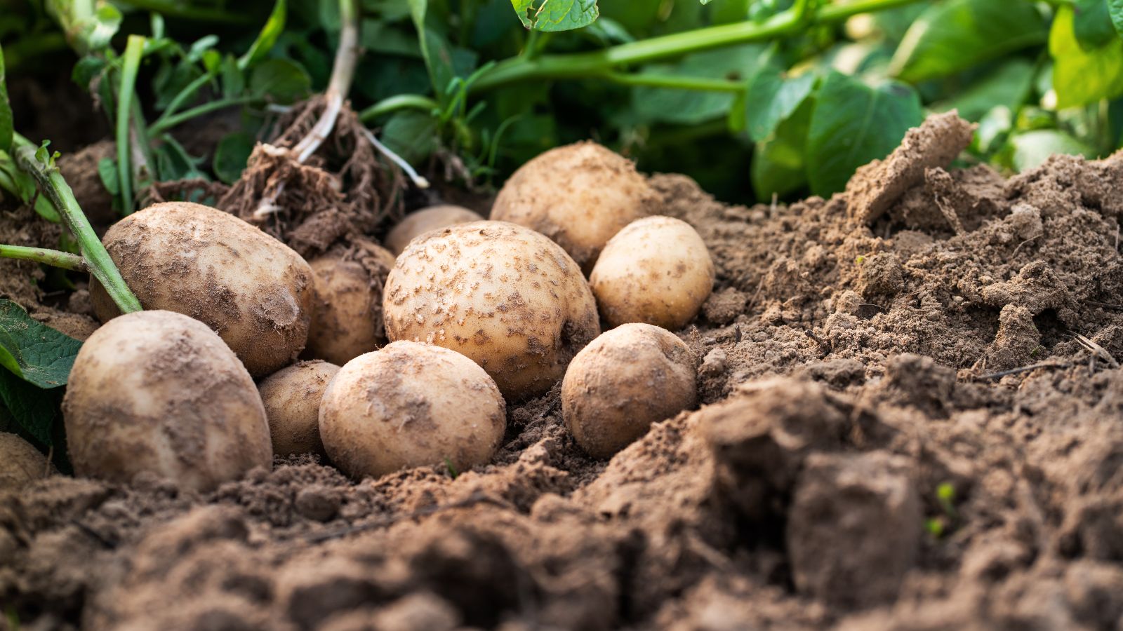 A shot of freshly harvested tubers still covered in soil